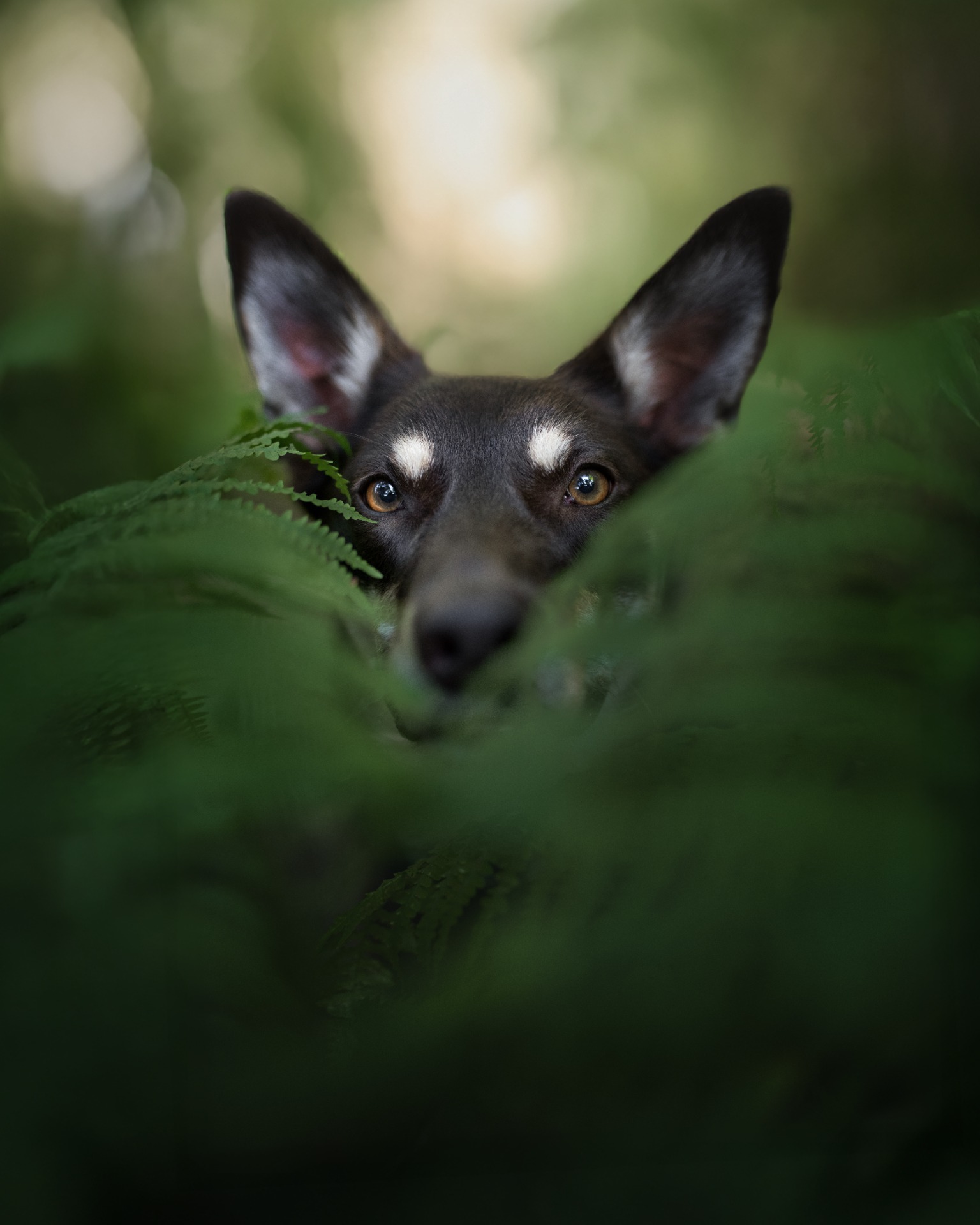 Hond tijdens fotoshoot in Brugge