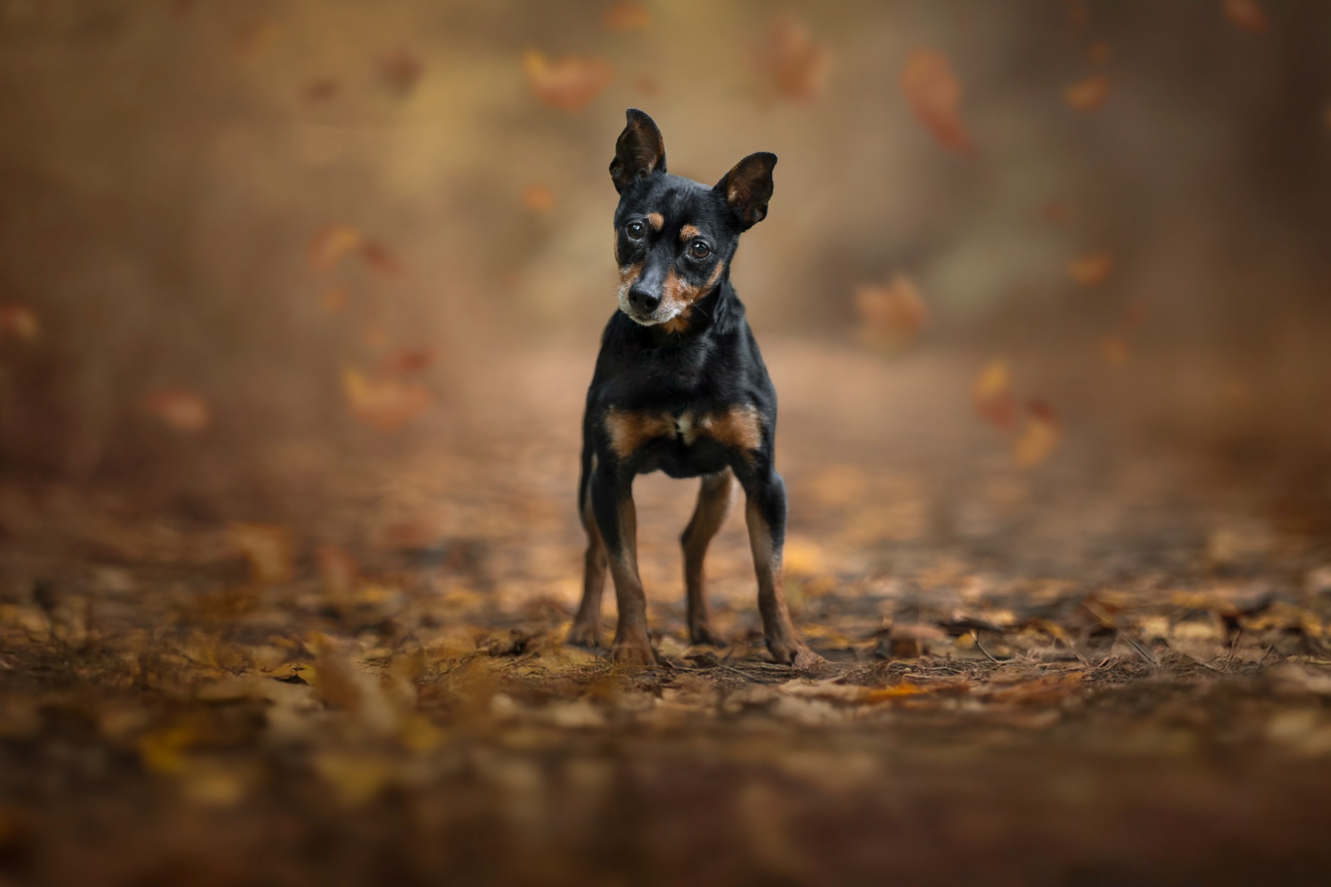Actiefoto van hond in volle sprong tijdens fotosessie Brugge