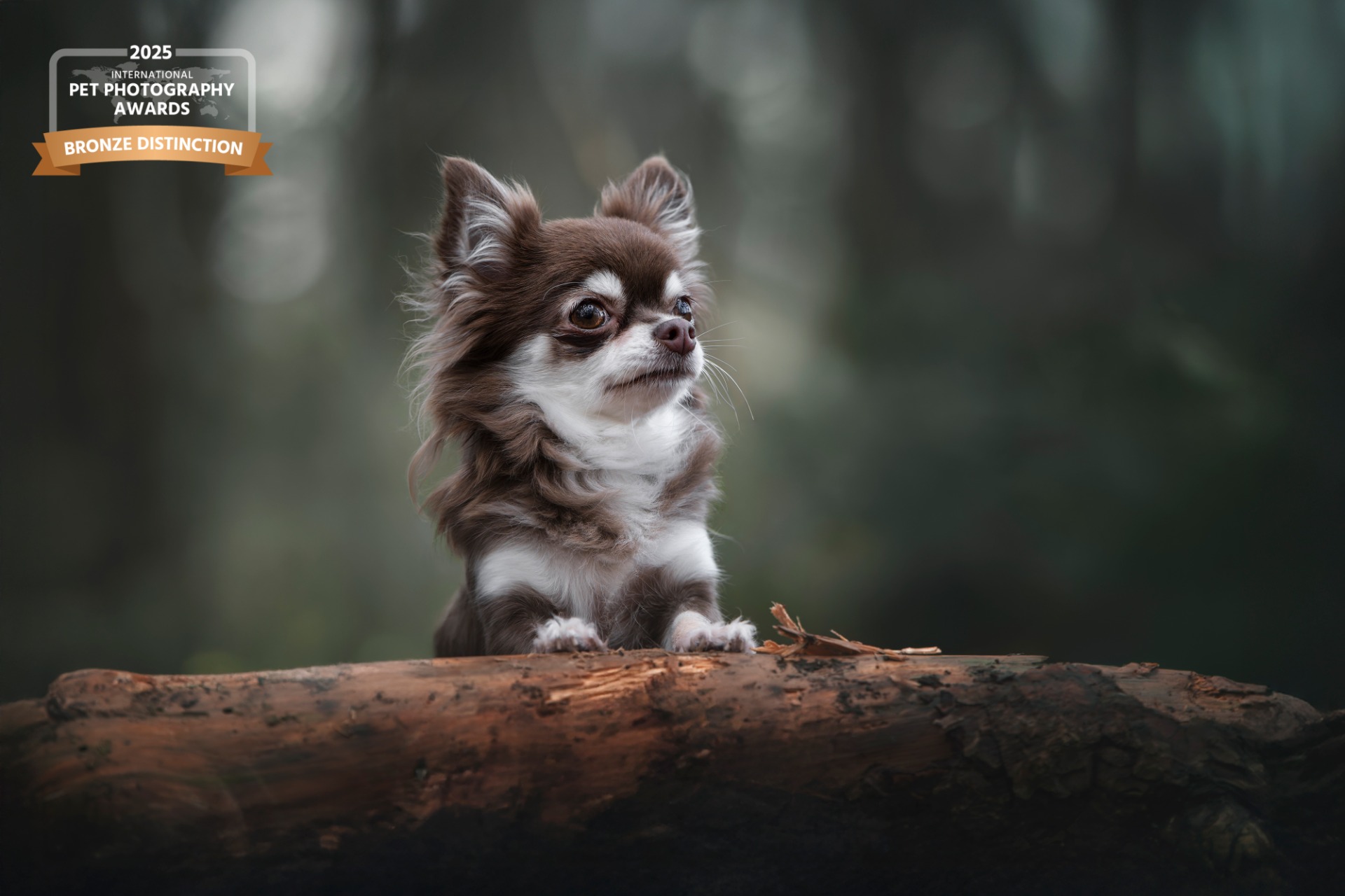 Chihuahua poseert op boomstronk tijdens fotoshoot in West-Vlaanderen