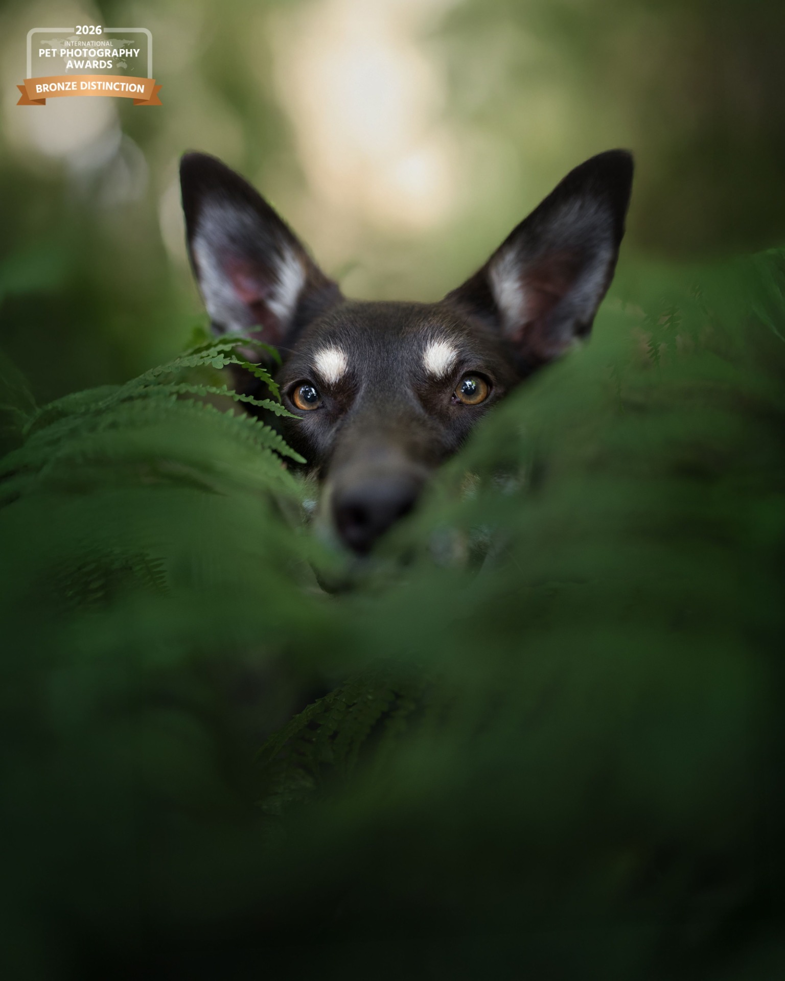 Hond tijdens fotoshoot in Brugge Bronze Distinction Award IPPA