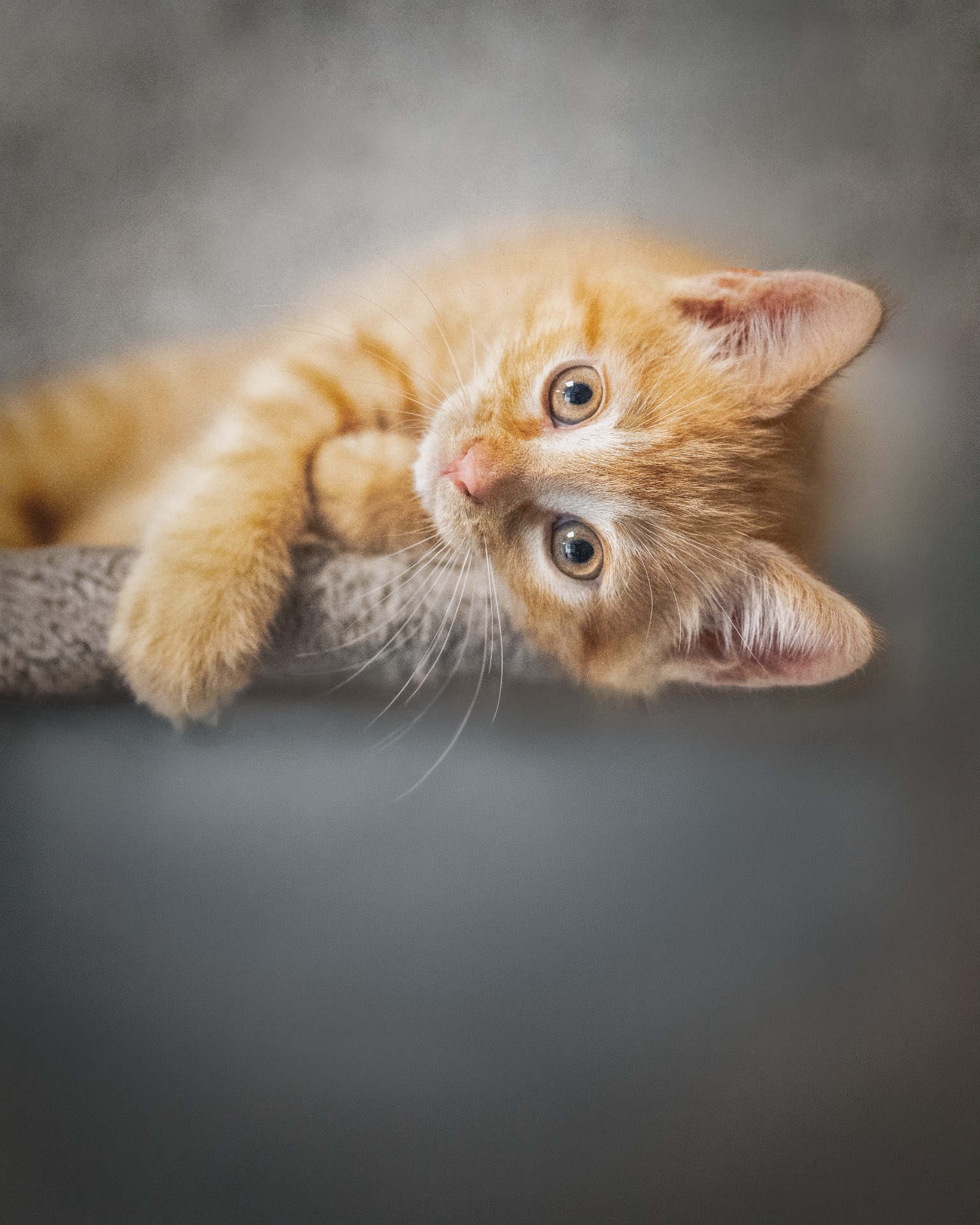 ook voor katjes en kittens bent u welkom